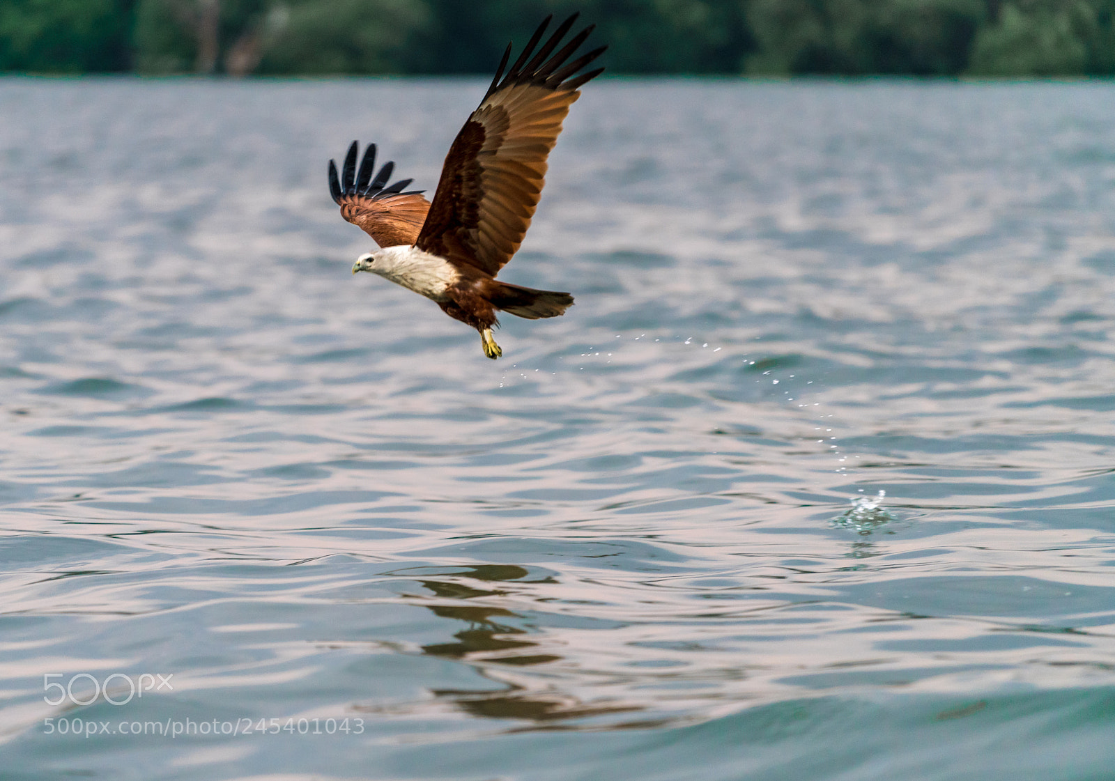 Sony a7R III sample photo. Fishing eagle photography