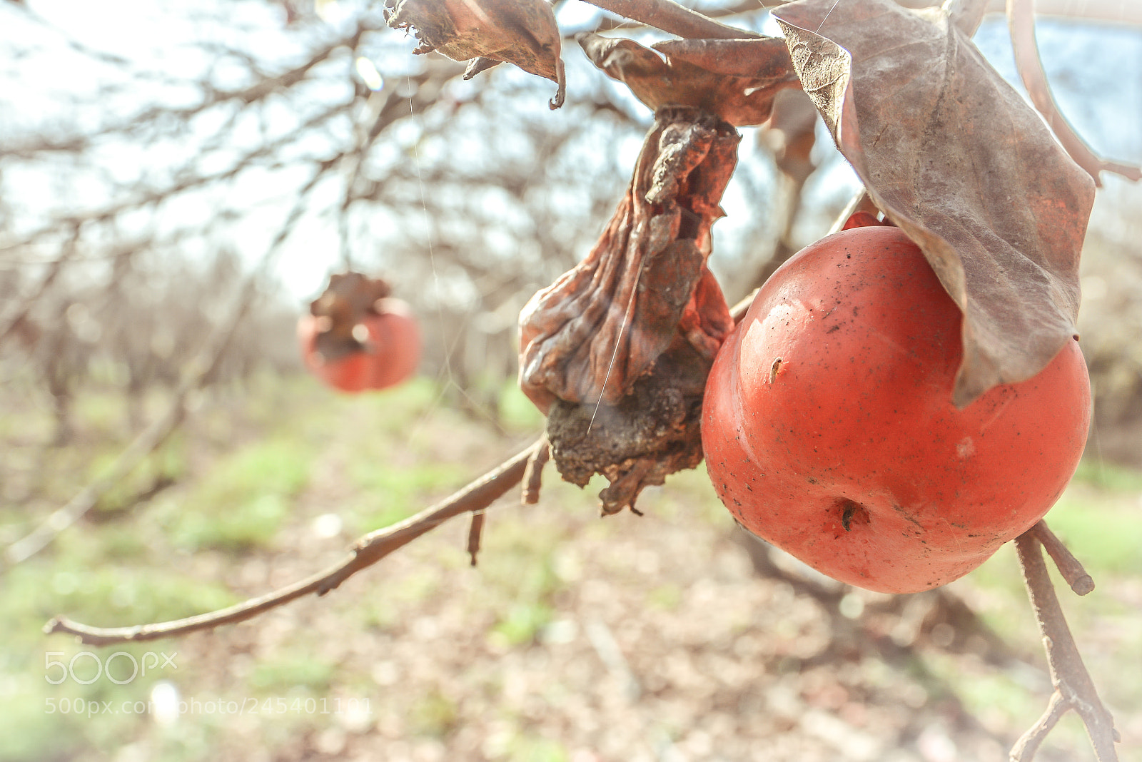 Nikon D7100 sample photo. Nature new old photography