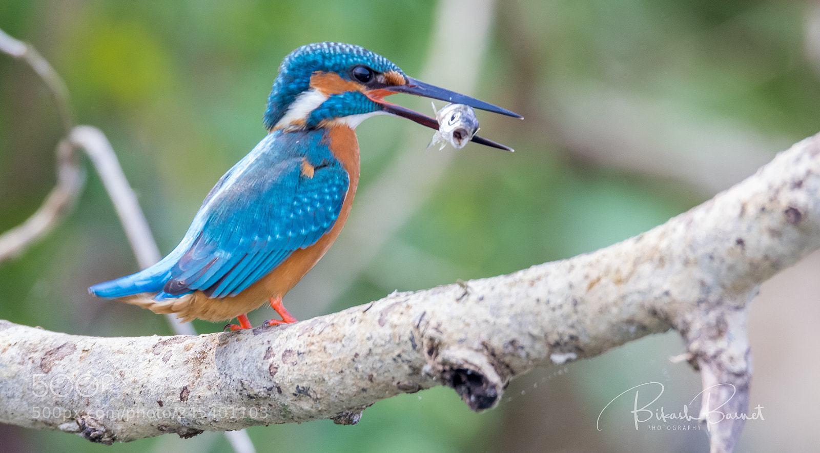 Canon EOS 7D Mark II sample photo. Common kingfisher photography