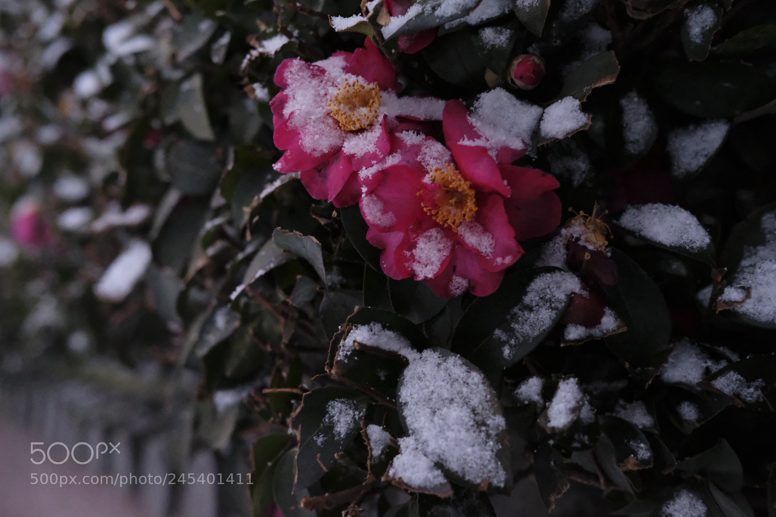 Fujifilm X-Pro2 sample photo. Untitled photography