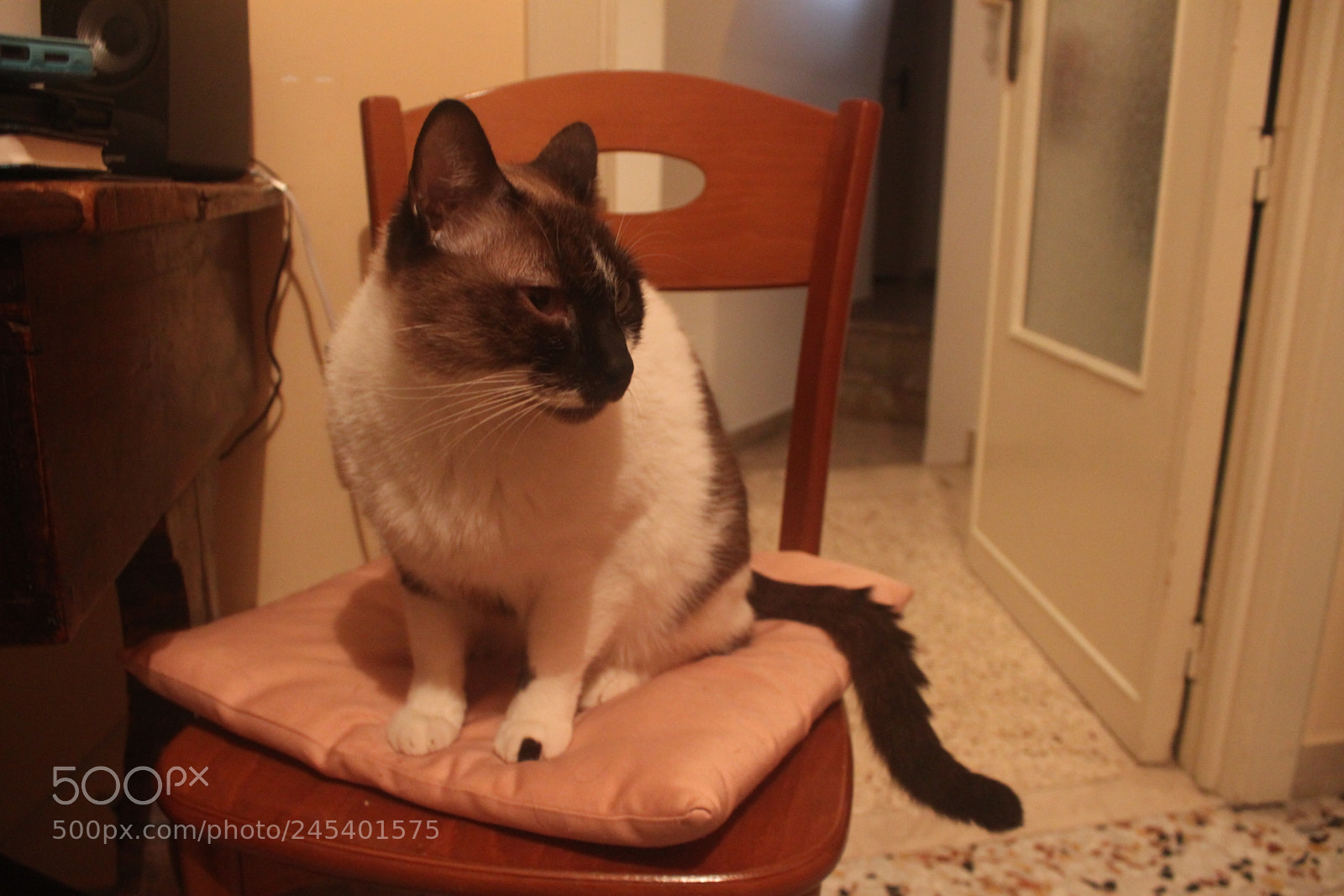 Canon EF-S 18-55mm F3.5-5.6 IS sample photo. Giorgio's cats photography