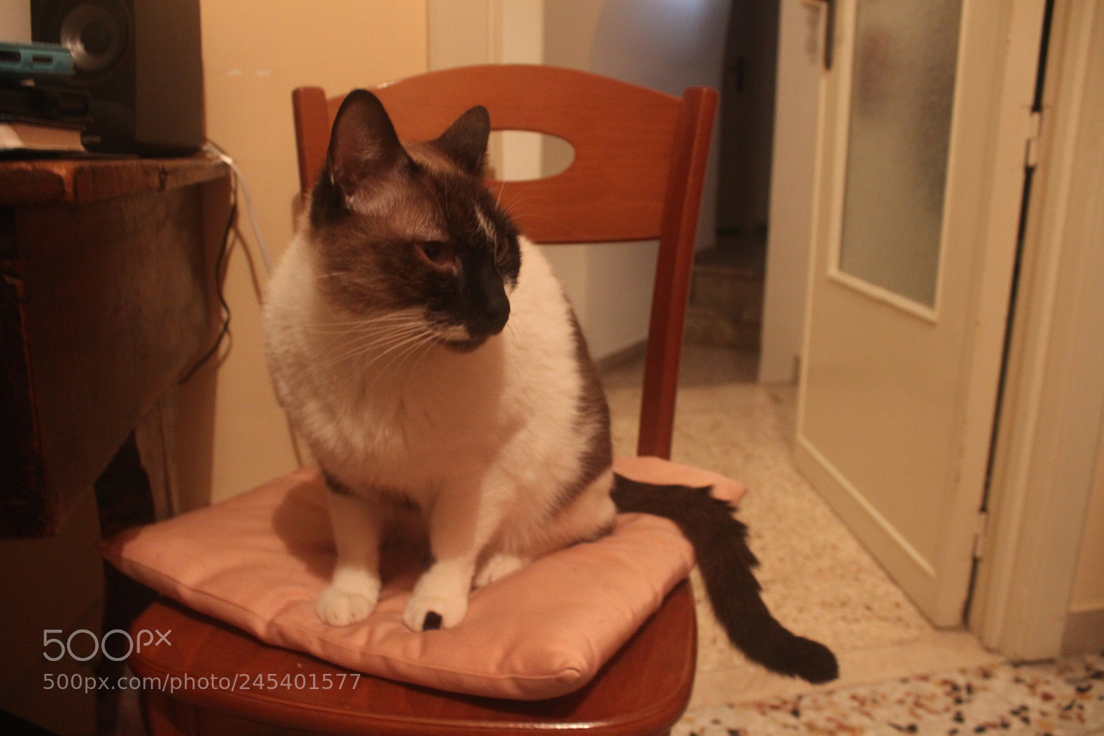 Canon EF-S 18-55mm F3.5-5.6 IS sample photo. Giorgio's cats photography
