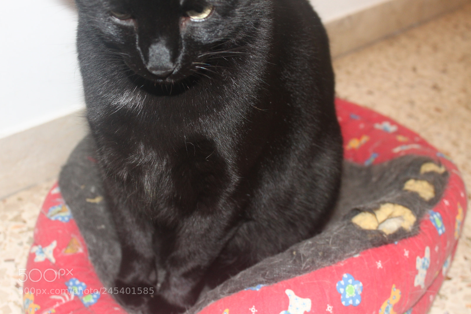 Canon EF-S 18-55mm F3.5-5.6 IS sample photo. Giorgio's cats photography