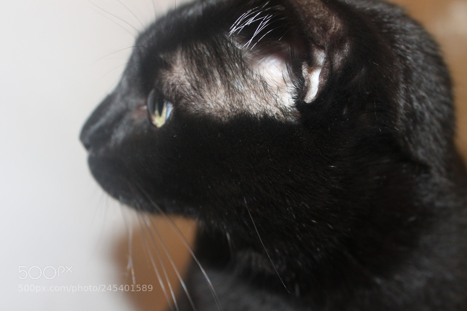 Canon EF-S 18-55mm F3.5-5.6 IS sample photo. Giorgio's cats photography