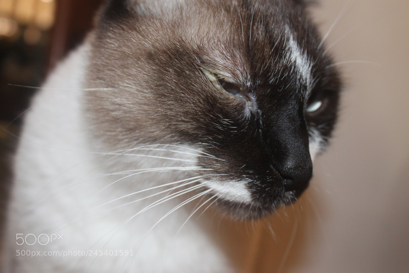 Canon EF-S 18-55mm F3.5-5.6 IS sample photo. Giorgio's cats photography