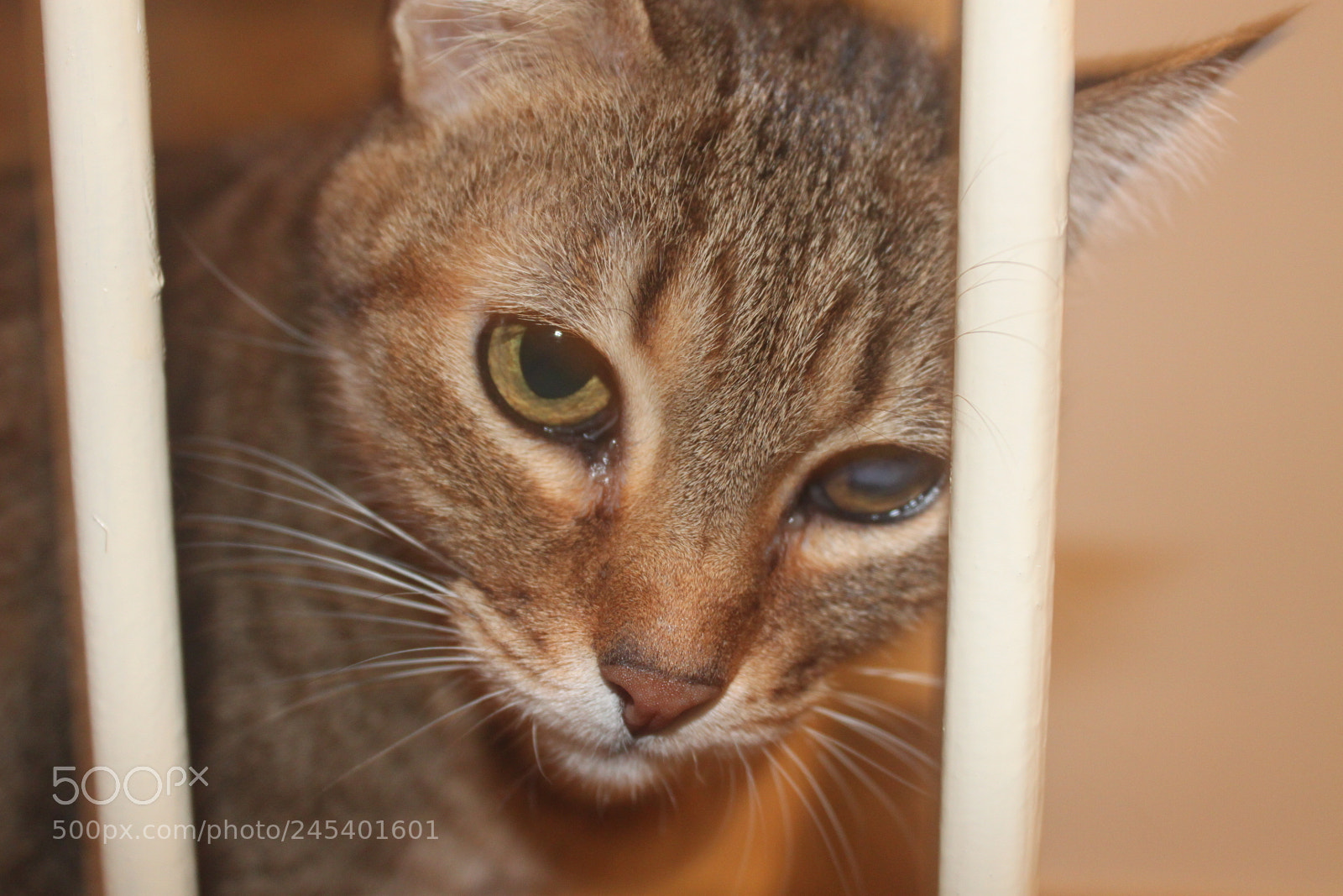 Canon EF-S 18-55mm F3.5-5.6 IS sample photo. Giorgio's cats photography