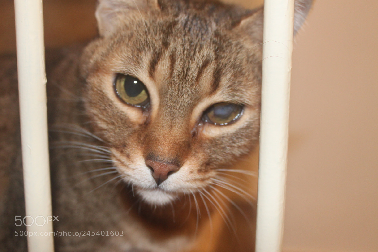 Canon EF-S 18-55mm F3.5-5.6 IS sample photo. Giorgio's cats photography