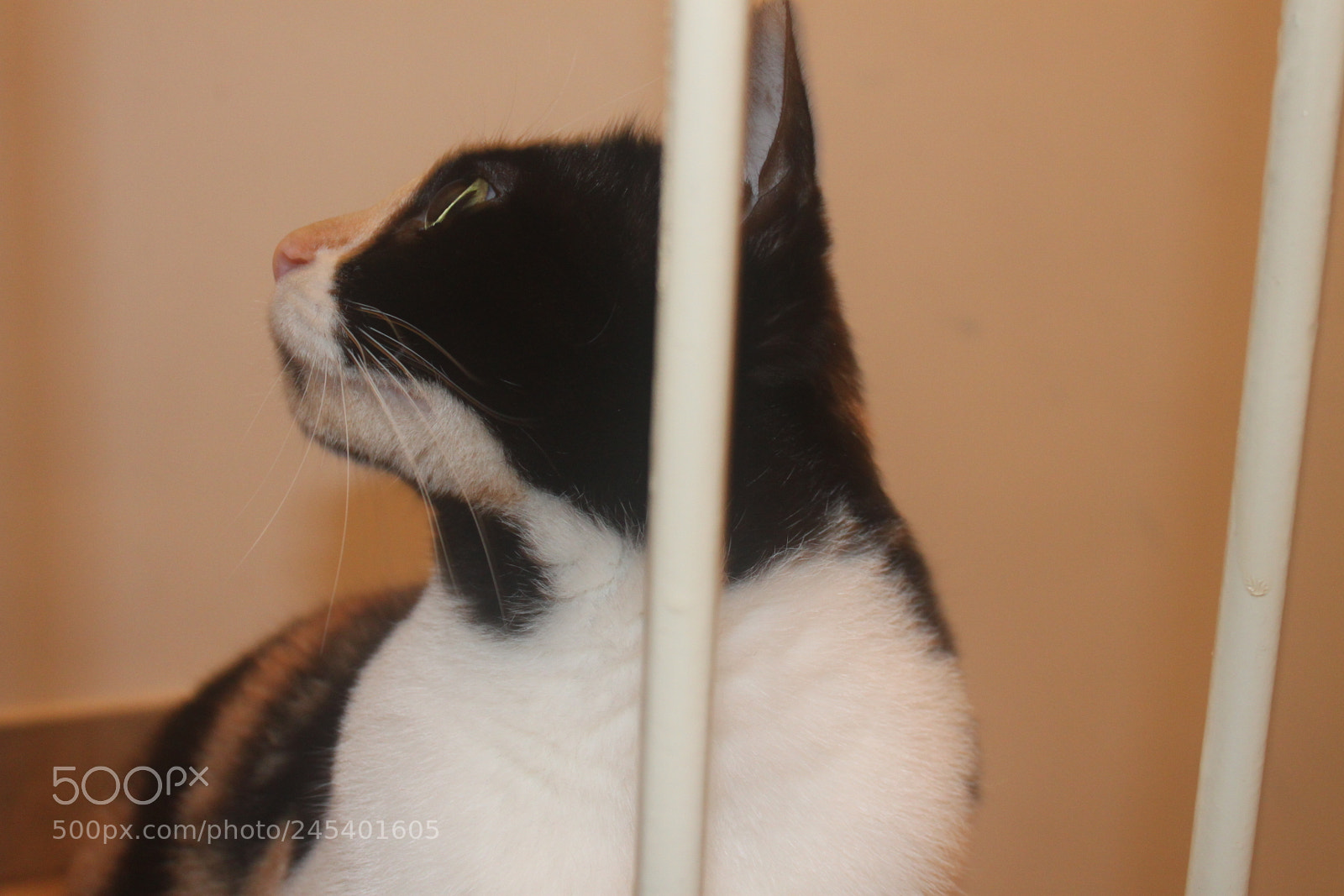 Canon EF-S 18-55mm F3.5-5.6 IS sample photo. Giorgio's cats photography
