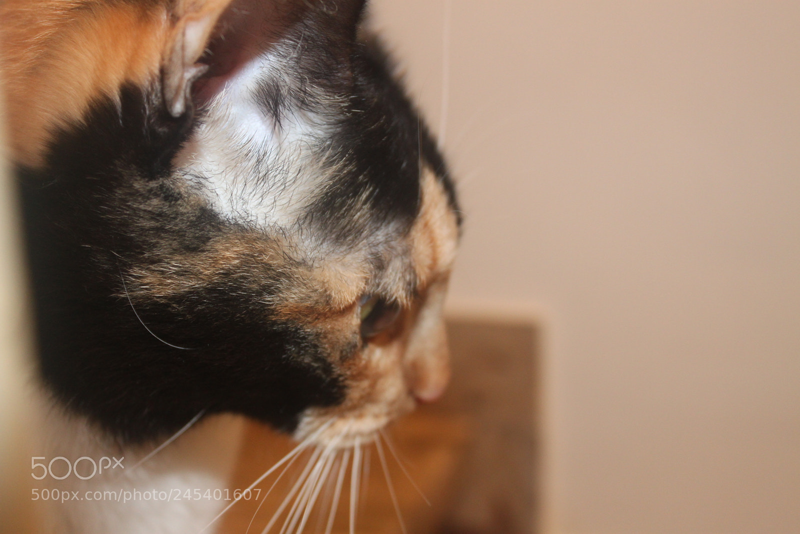 Canon EF-S 18-55mm F3.5-5.6 IS sample photo. Giorgio's cats photography