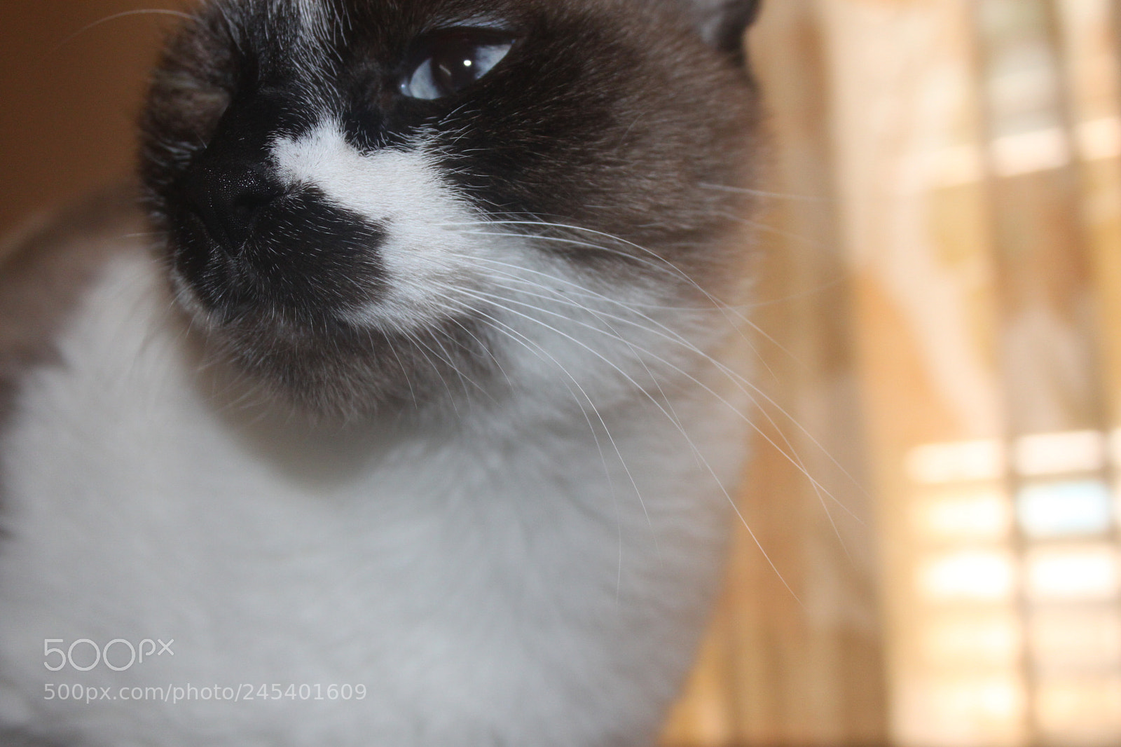 Canon EF-S 18-55mm F3.5-5.6 IS sample photo. Giorgio's cats photography