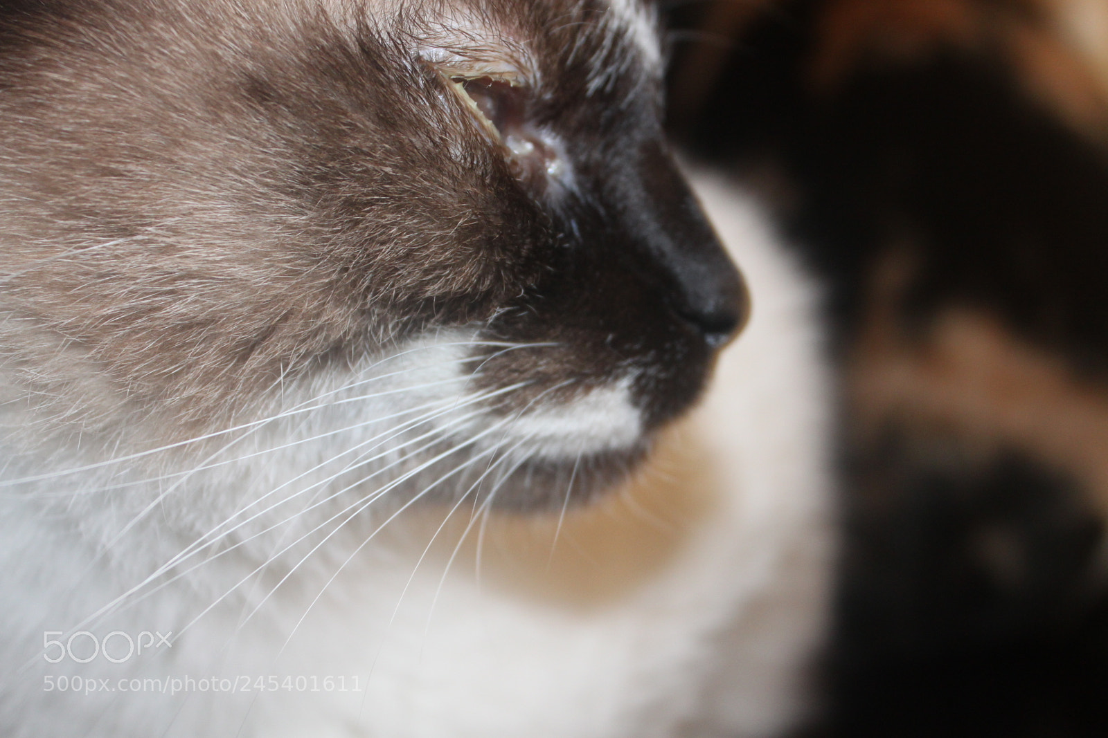 Canon EF-S 18-55mm F3.5-5.6 IS sample photo. Giorgio's cats photography