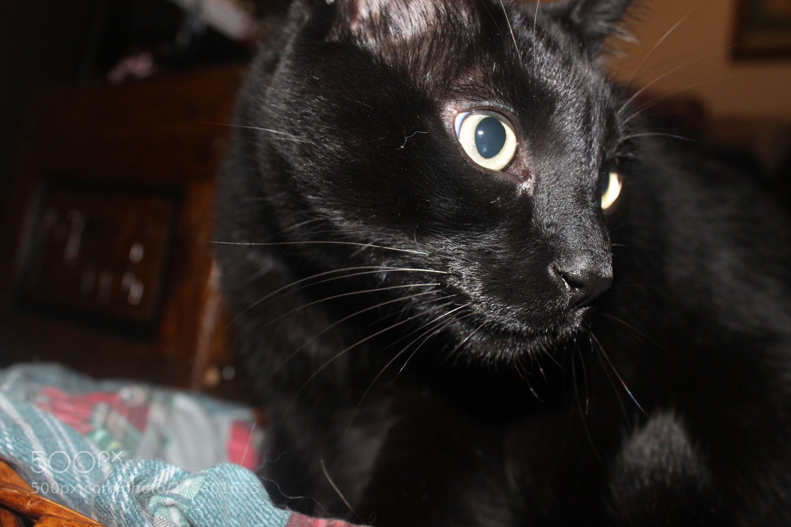 Canon EF-S 18-55mm F3.5-5.6 IS sample photo. Giorgio's cats photography