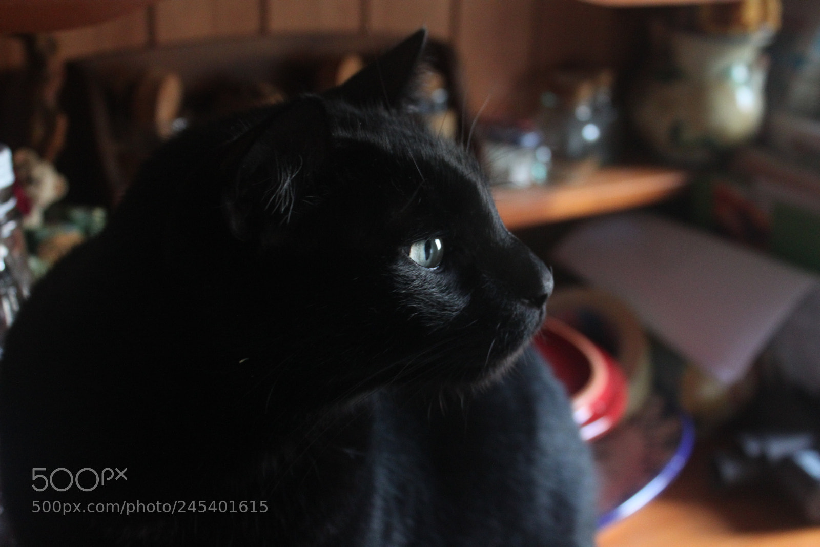 Canon EF-S 18-55mm F3.5-5.6 IS sample photo. Giorgio's cats photography