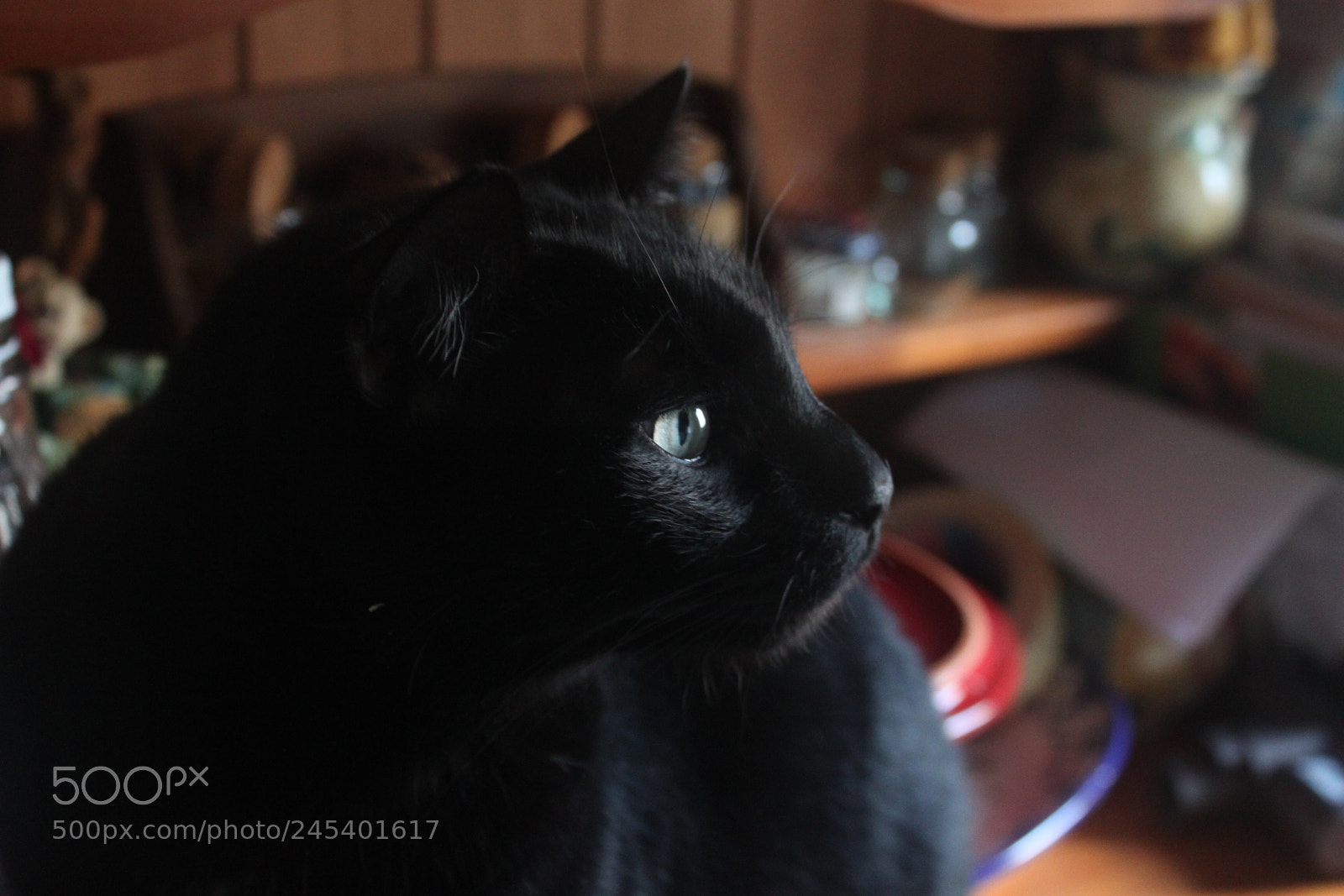 Canon EF-S 18-55mm F3.5-5.6 IS sample photo. Giorgio's cats photography