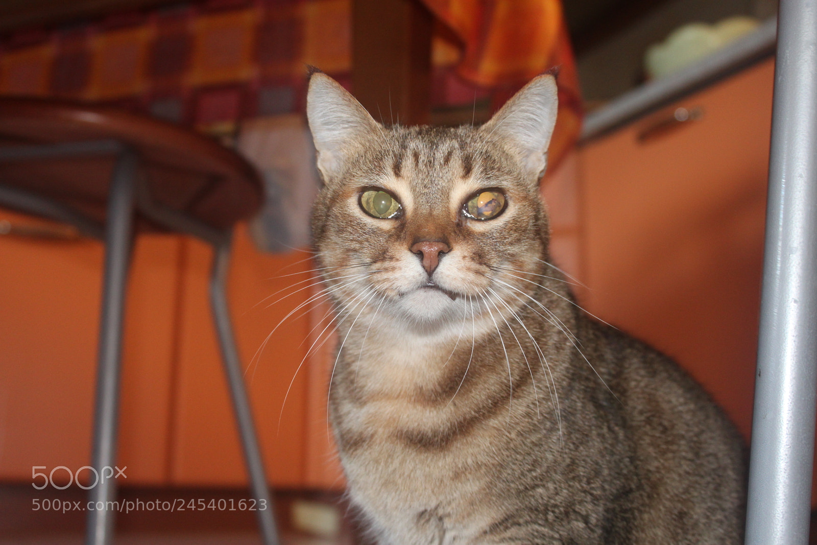 Canon EF-S 18-55mm F3.5-5.6 IS sample photo. Giorgio's cats photography