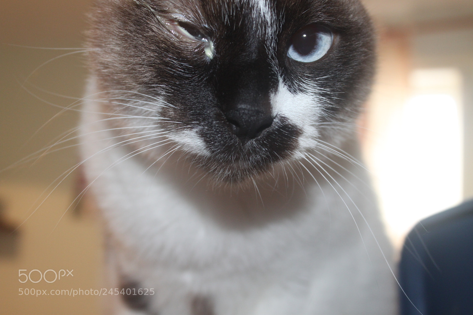 Canon EF-S 18-55mm F3.5-5.6 IS sample photo. Giorgio's cats photography