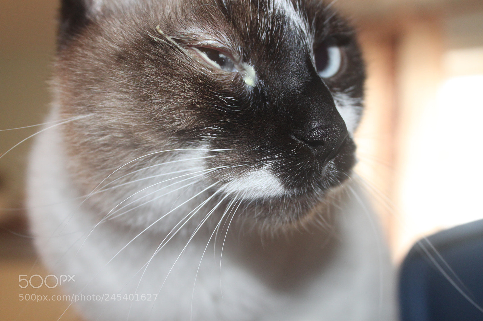 Canon EF-S 18-55mm F3.5-5.6 IS sample photo. Giorgio's cats photography