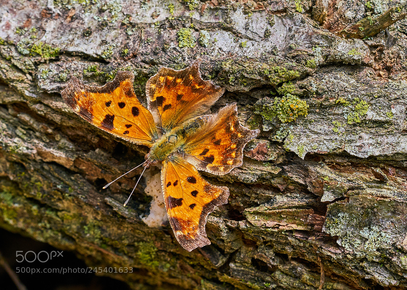 Sony a7R II sample photo. Eastern comma resting on photography