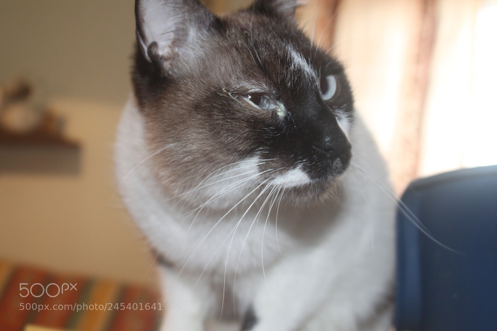 Canon EF-S 18-55mm F3.5-5.6 IS sample photo. Giorgio's cats photography