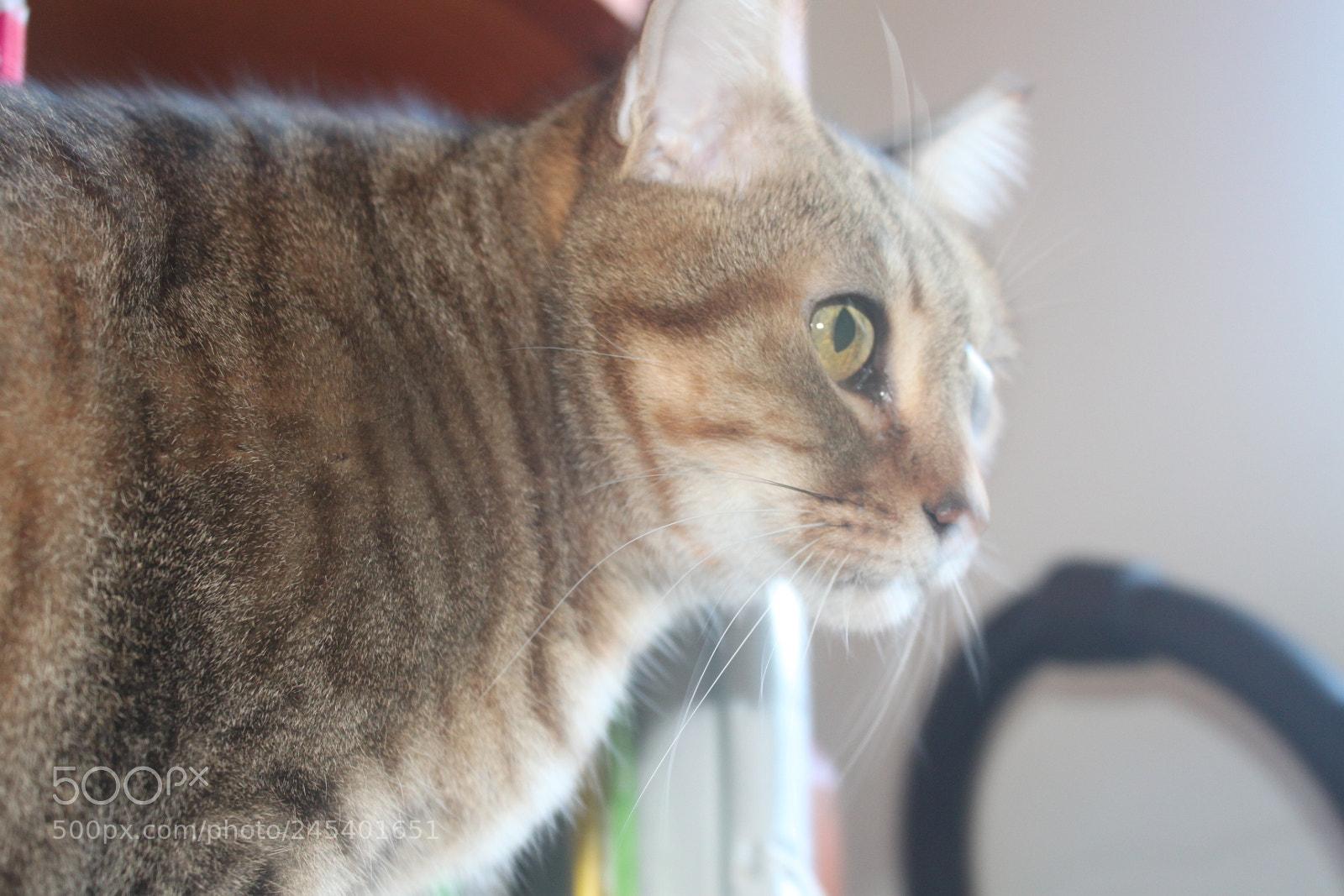 Canon EF-S 18-55mm F3.5-5.6 IS sample photo. Giorgio's cats photography