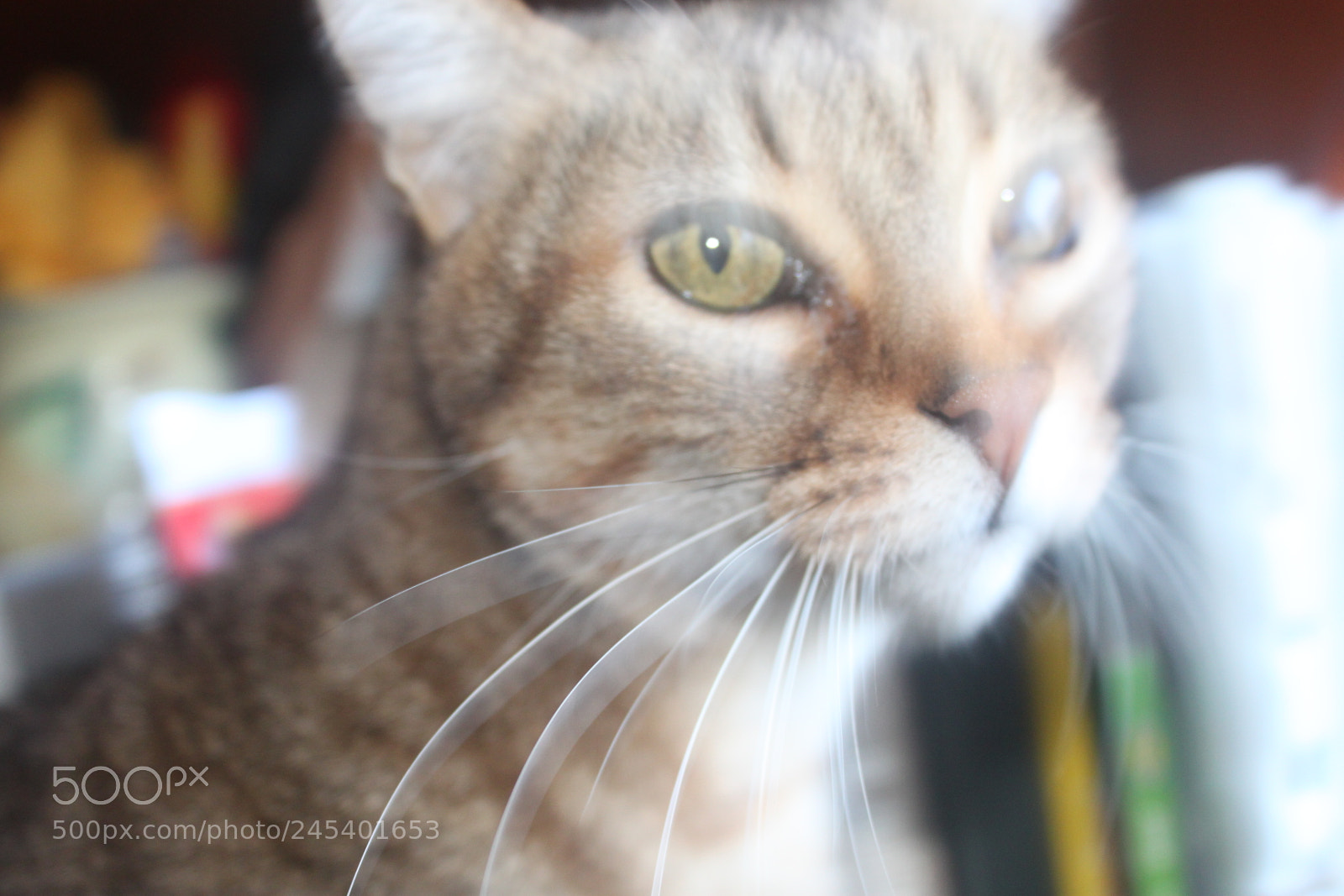 Canon EF-S 18-55mm F3.5-5.6 IS sample photo. Giorgio's cats photography