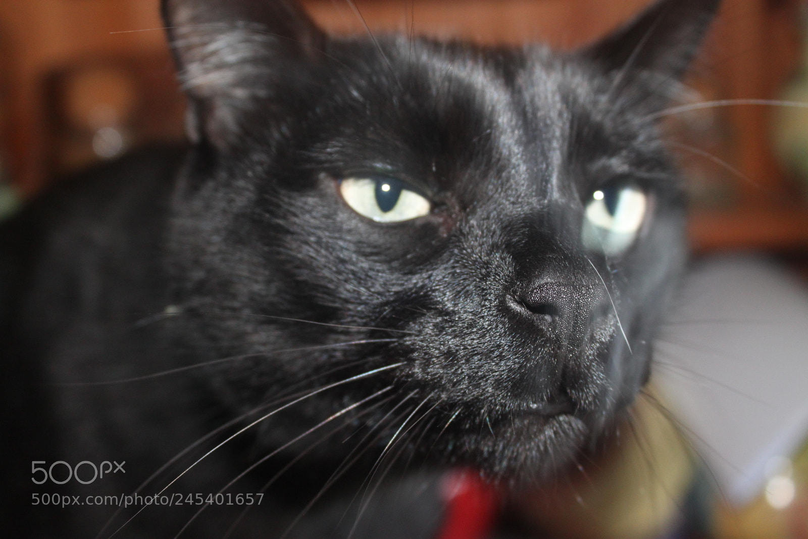 Canon EF-S 18-55mm F3.5-5.6 IS sample photo. Giorgio's cats photography