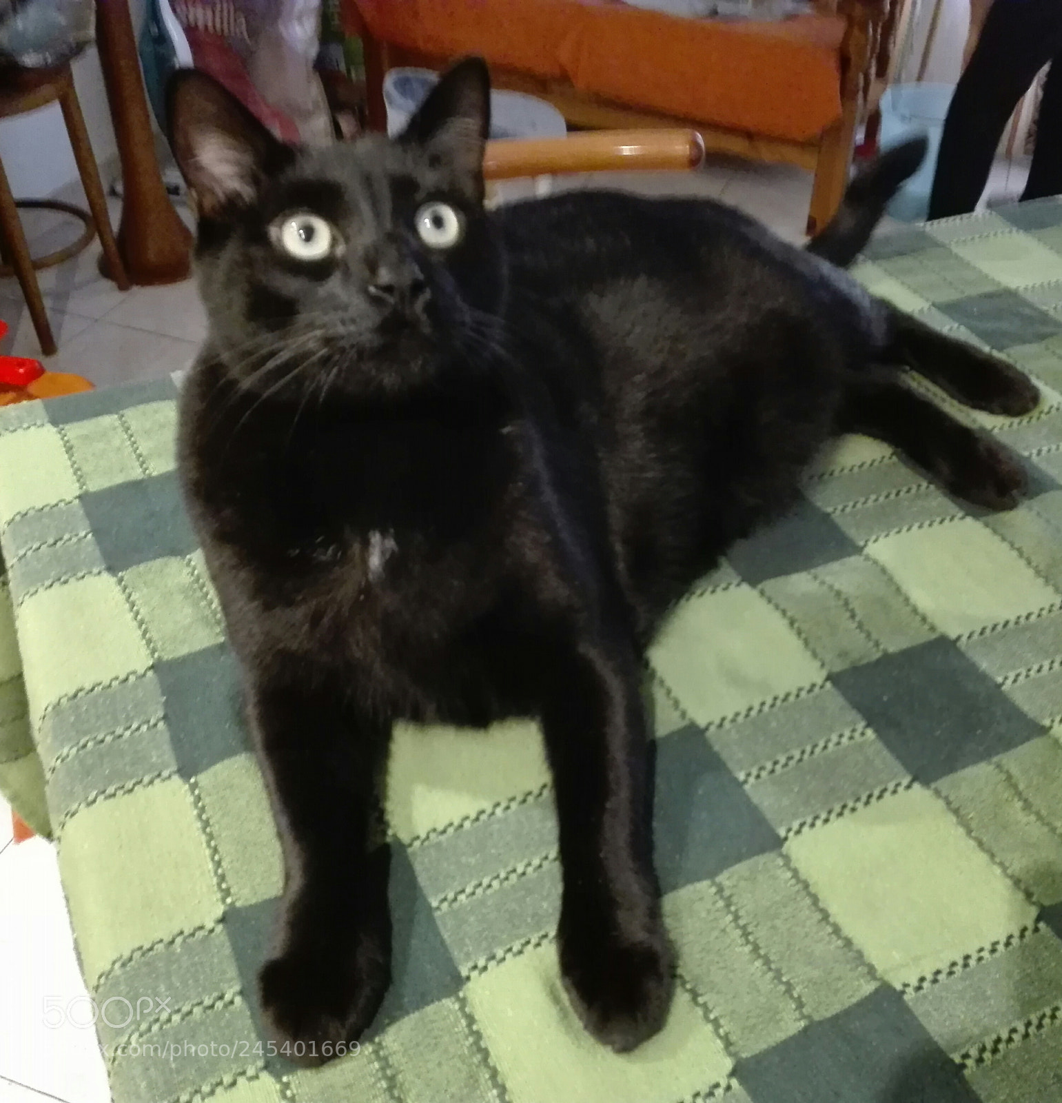 HUAWEI P8 Lite sample photo. Giorgio's cats photography