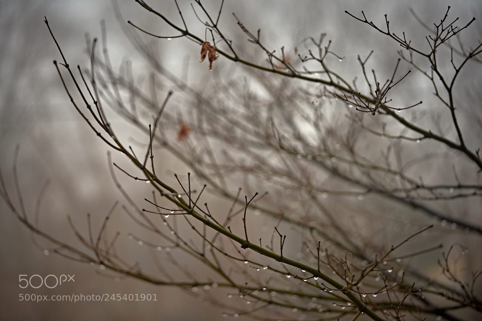 Sony a7 II sample photo. Foggy branches photography