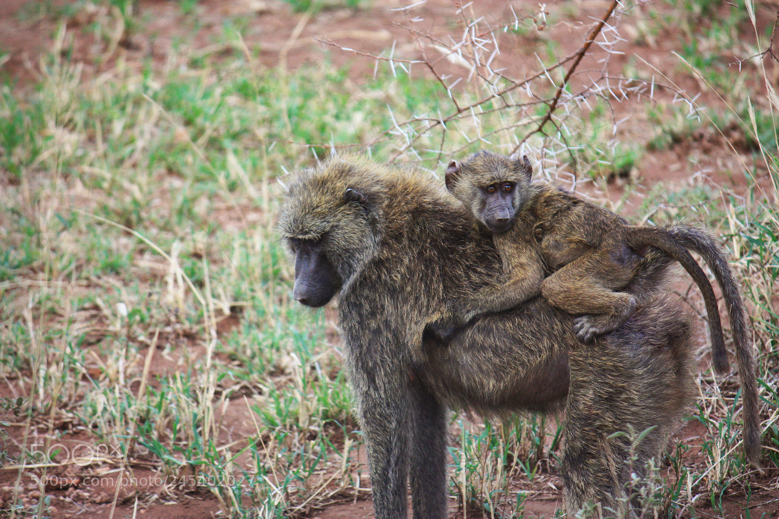Canon EOS 450D (EOS Rebel XSi / EOS Kiss X2) sample photo. Mother olive baboon carrying photography