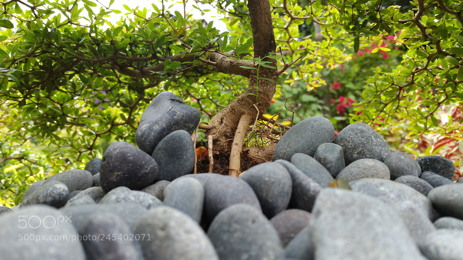 Samsung Galaxy Note4 sample photo. Bonsai tree photography