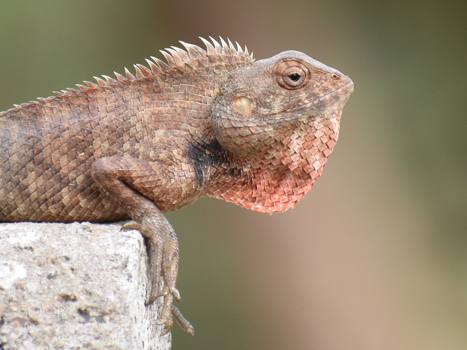 Nikon D3400 sample photo. Lizard photography