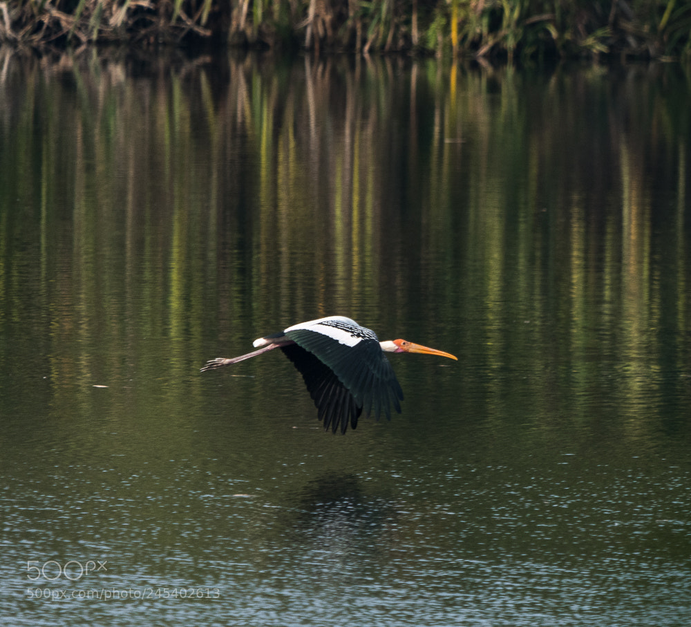 Nikon D500 sample photo. Painted stork ! photography
