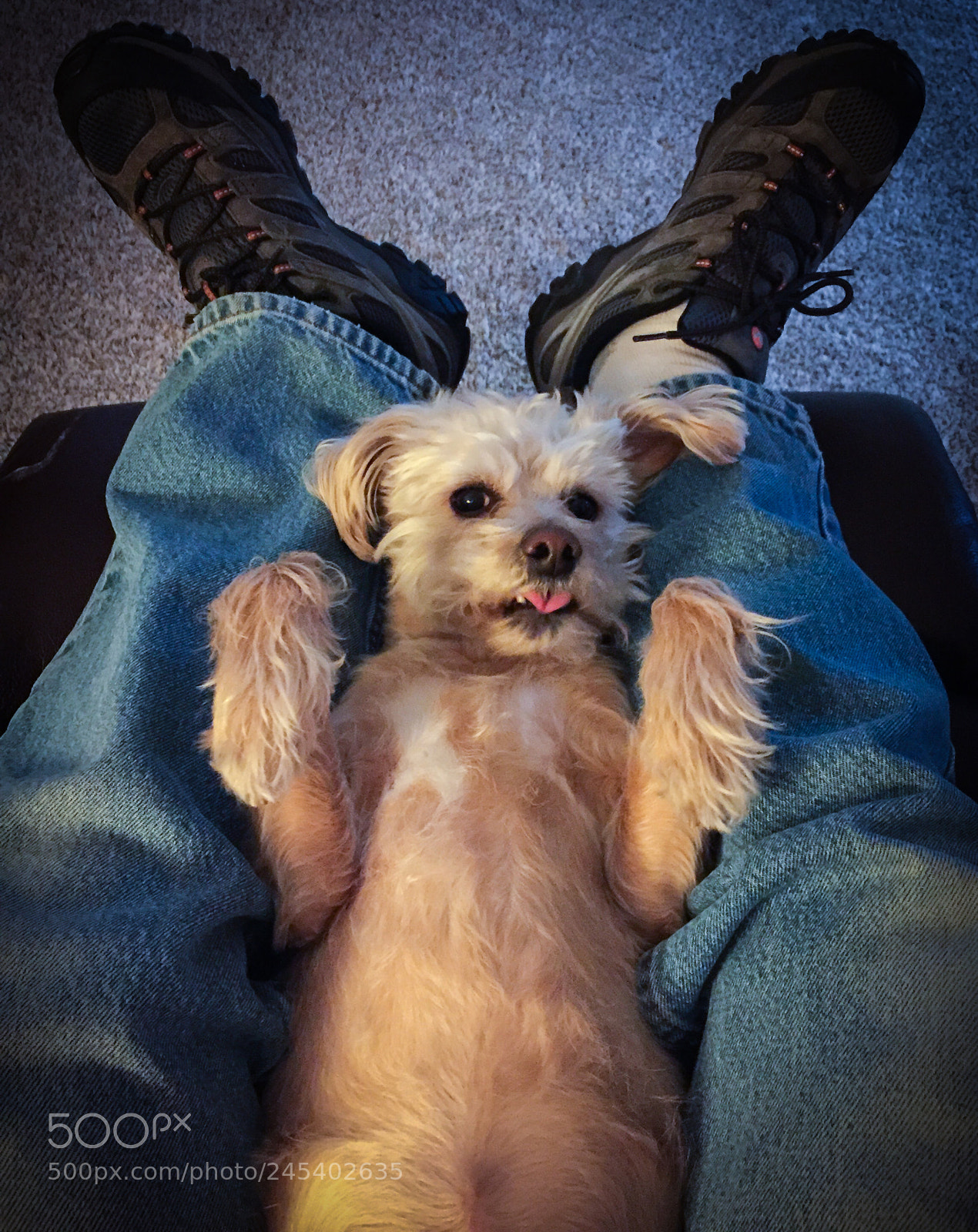 Apple iPhone 6 sample photo. Pbbbbbbbtttttt! photography