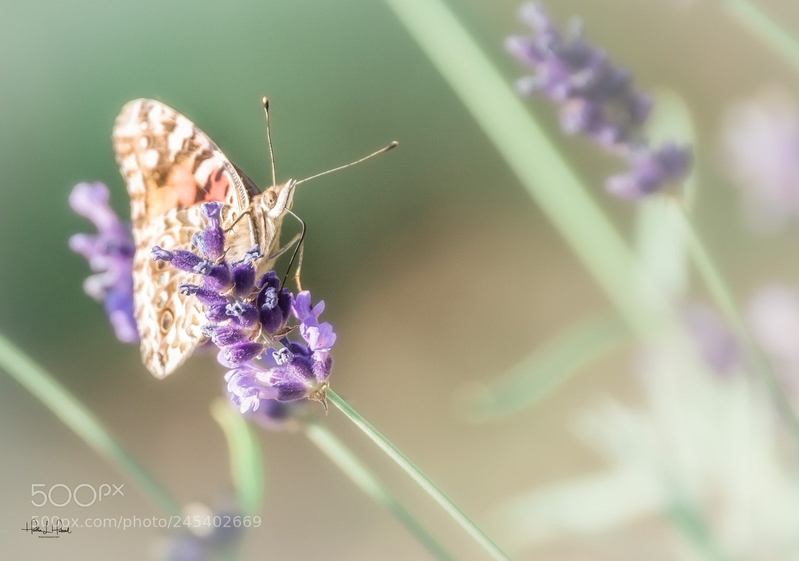 Nikon D810 sample photo. Tiny lavender pollinator photography