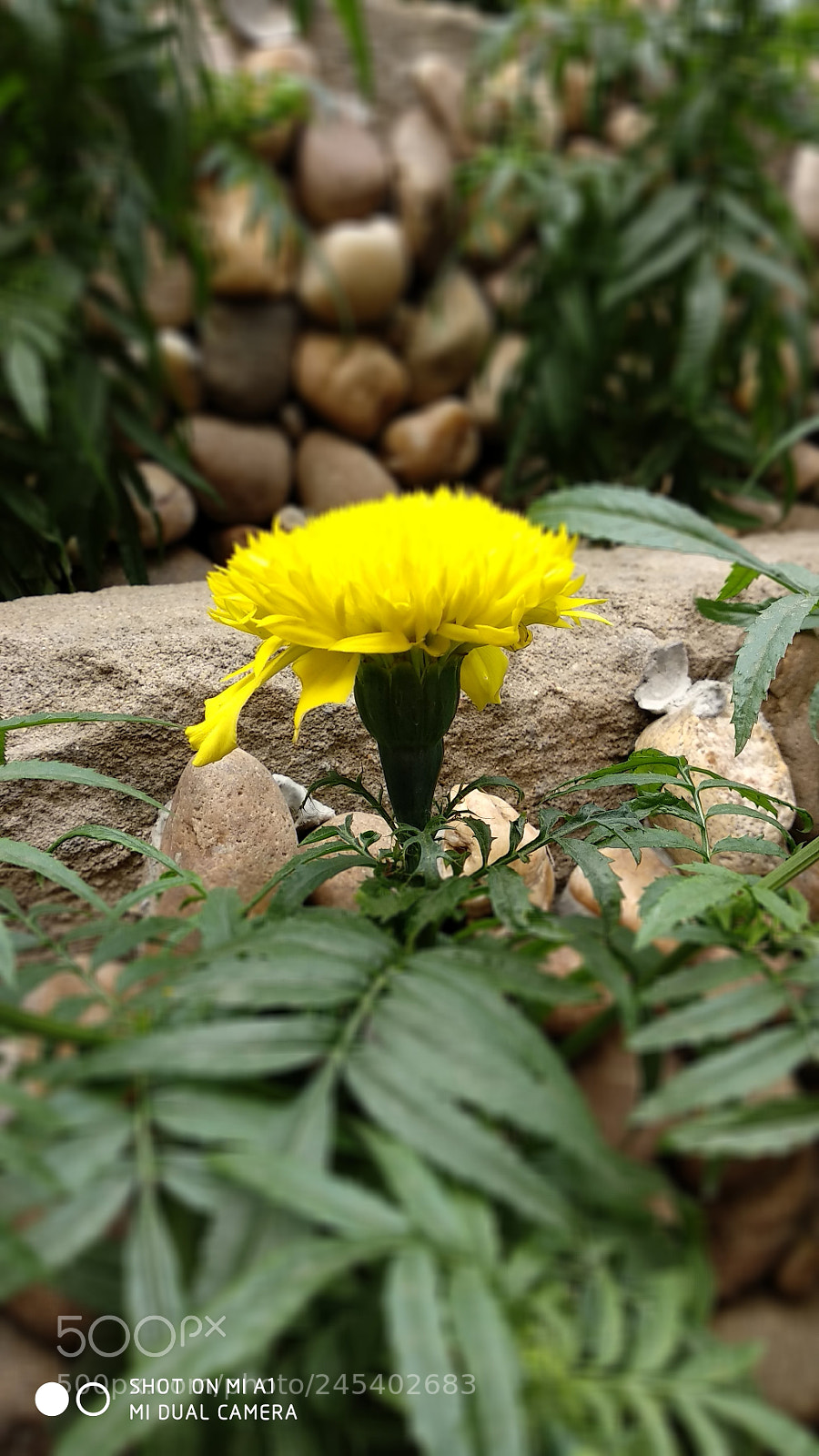 Xiaomi Mi A1 sample photo. Marigold photography