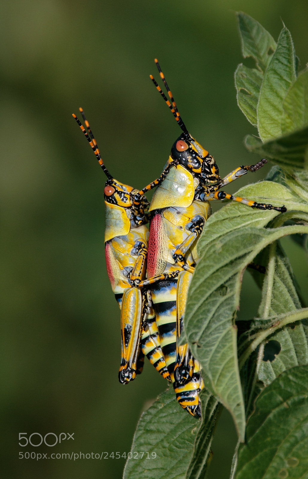 Canon EOS 7D Mark II sample photo. Colourful munchers photography