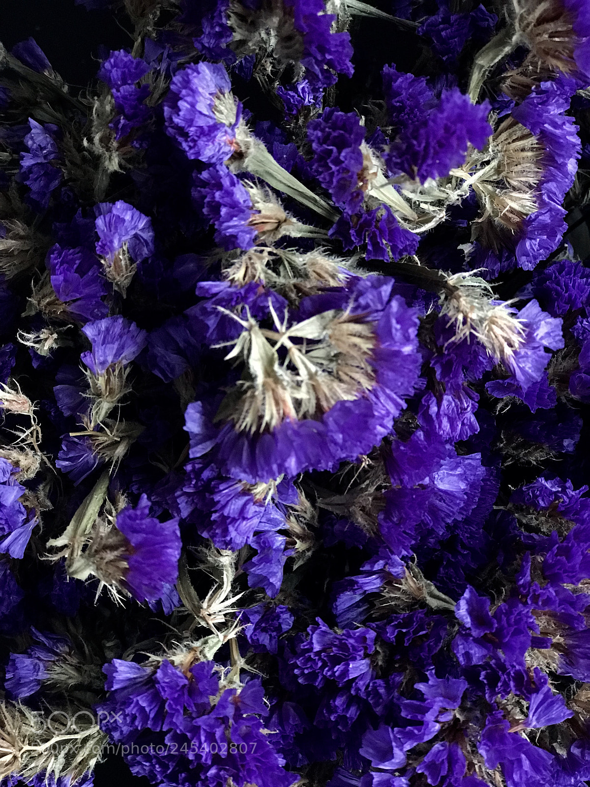 Apple iPhone 7 Plus sample photo. ? photography