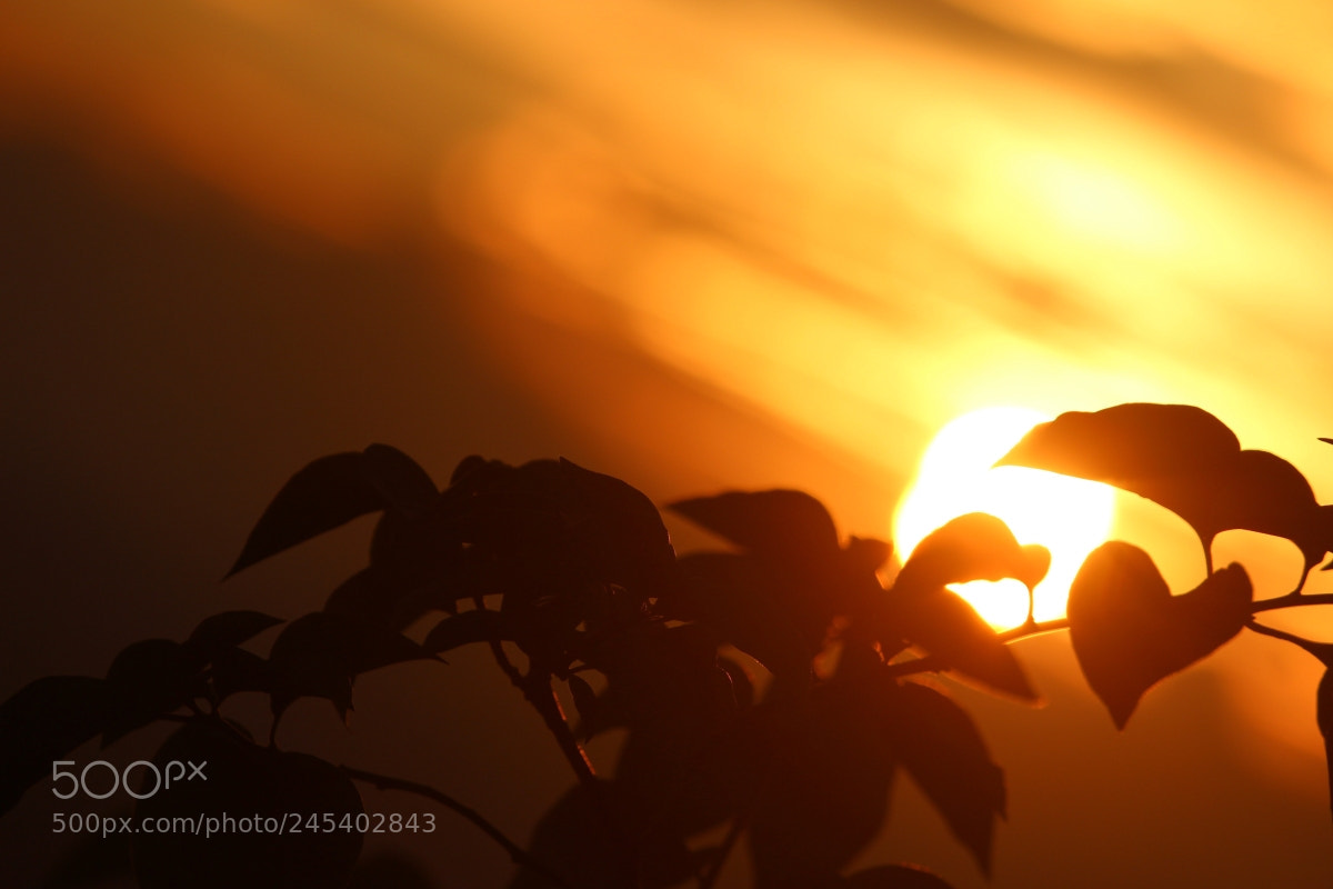 Canon EF-S 55-250mm F4-5.6 IS II sample photo. Orange sunset photography
