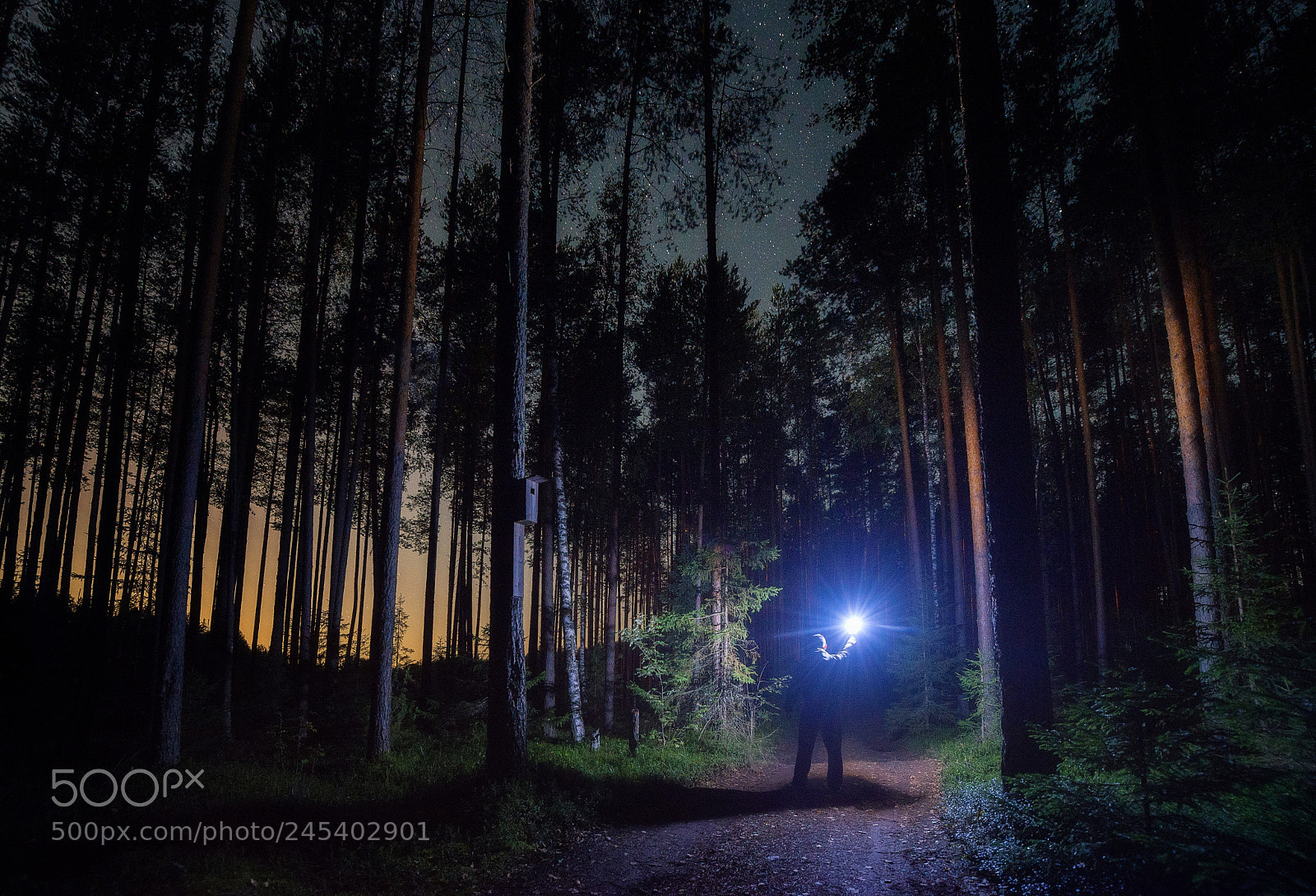 Nikon D610 sample photo. 841. alone in the photography