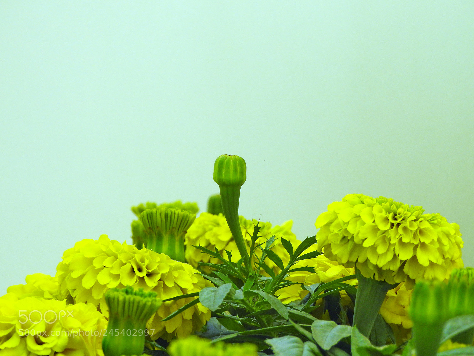 Nikon Coolpix P900 sample photo. So what if i photography