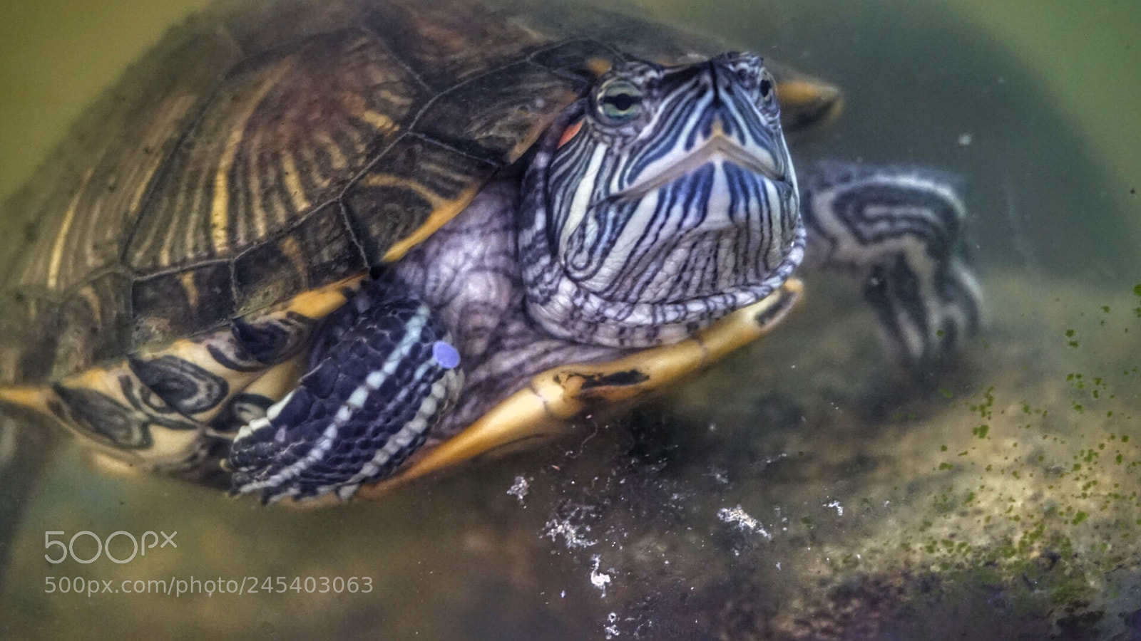 Sony Alpha a5000 (ILCE 5000) sample photo. Red eared tortoise photography