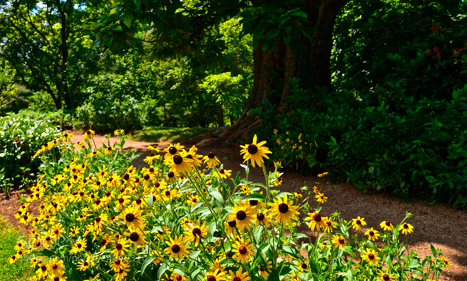 Nikon D600 sample photo. Garden at monticello photography