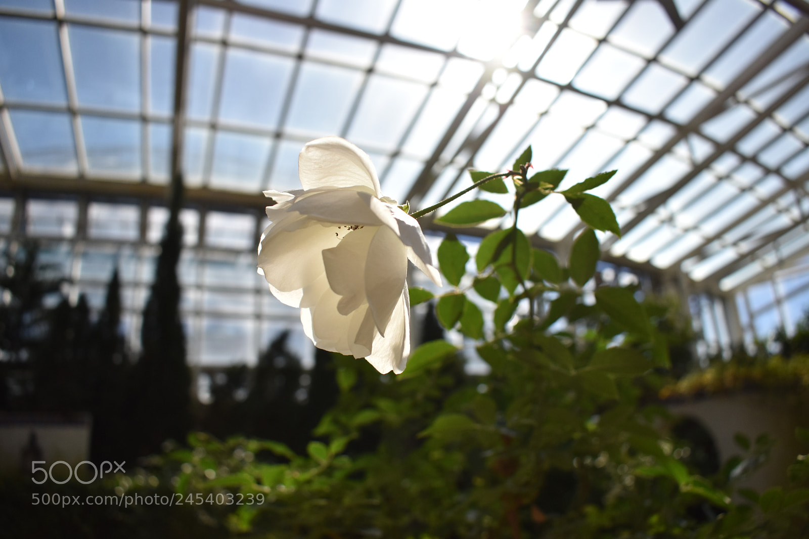 Nikon D3400 sample photo. Botanical gardens photography