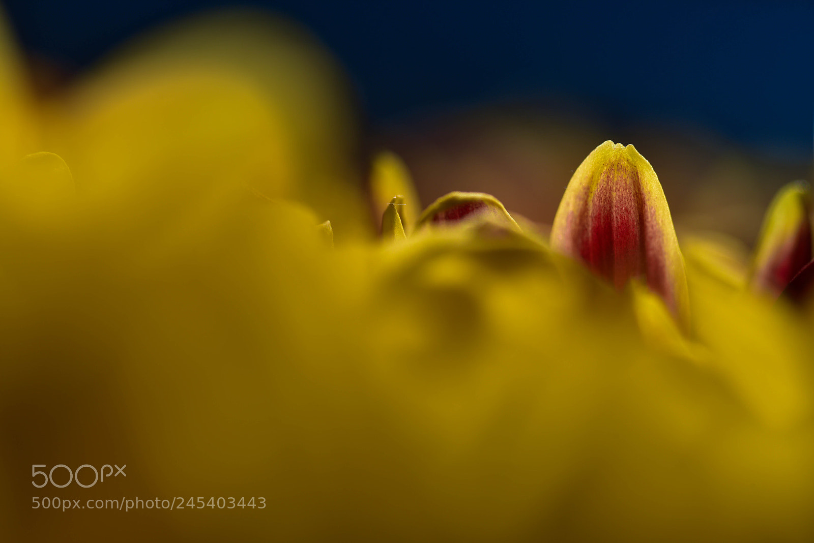 Nikon D810 sample photo. Sea of yellow photography