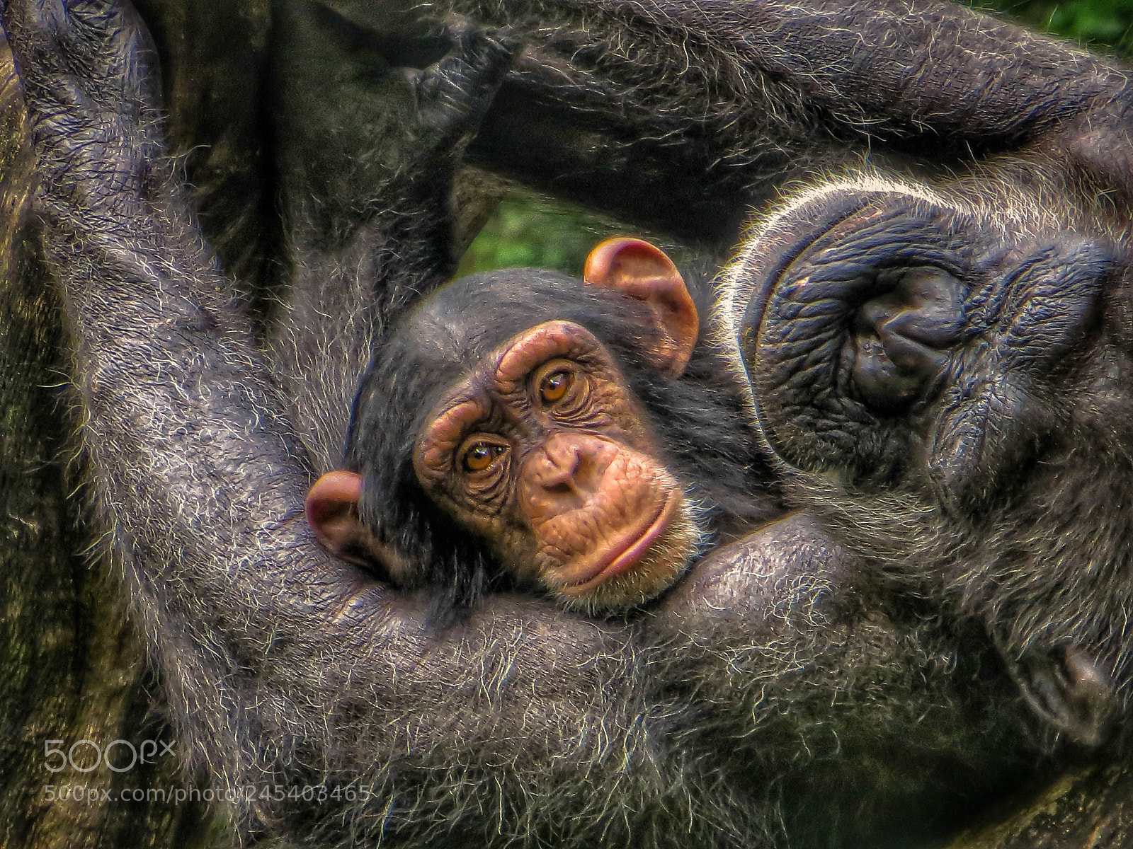 Canon PowerShot SX260 HS sample photo. Chimp staring right into photography