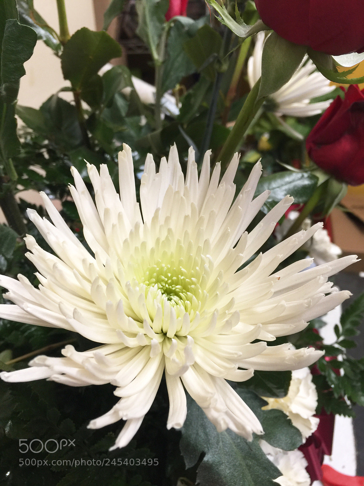 Apple iPhone 6 Plus sample photo. Today’s flower ? photography