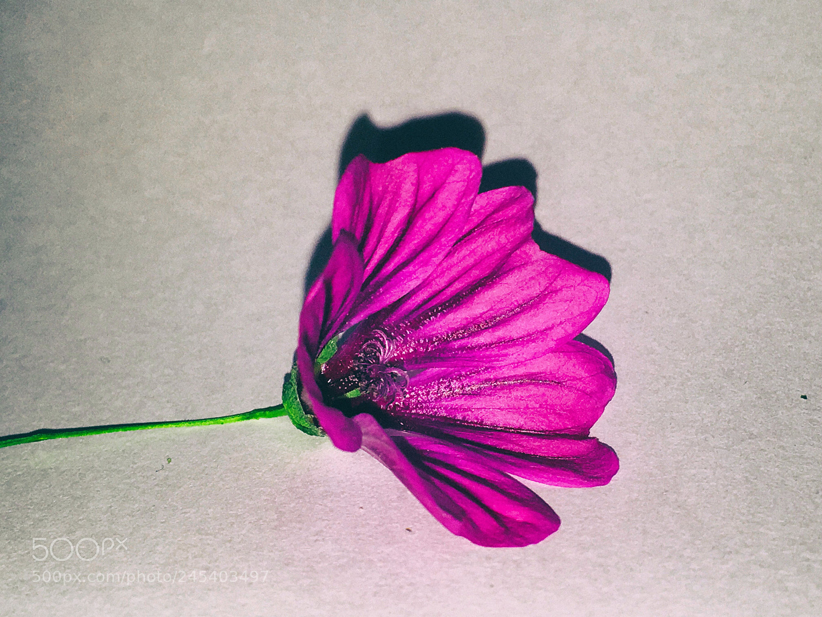 Apple iPhone SE sample photo. Malva styleius flower photography