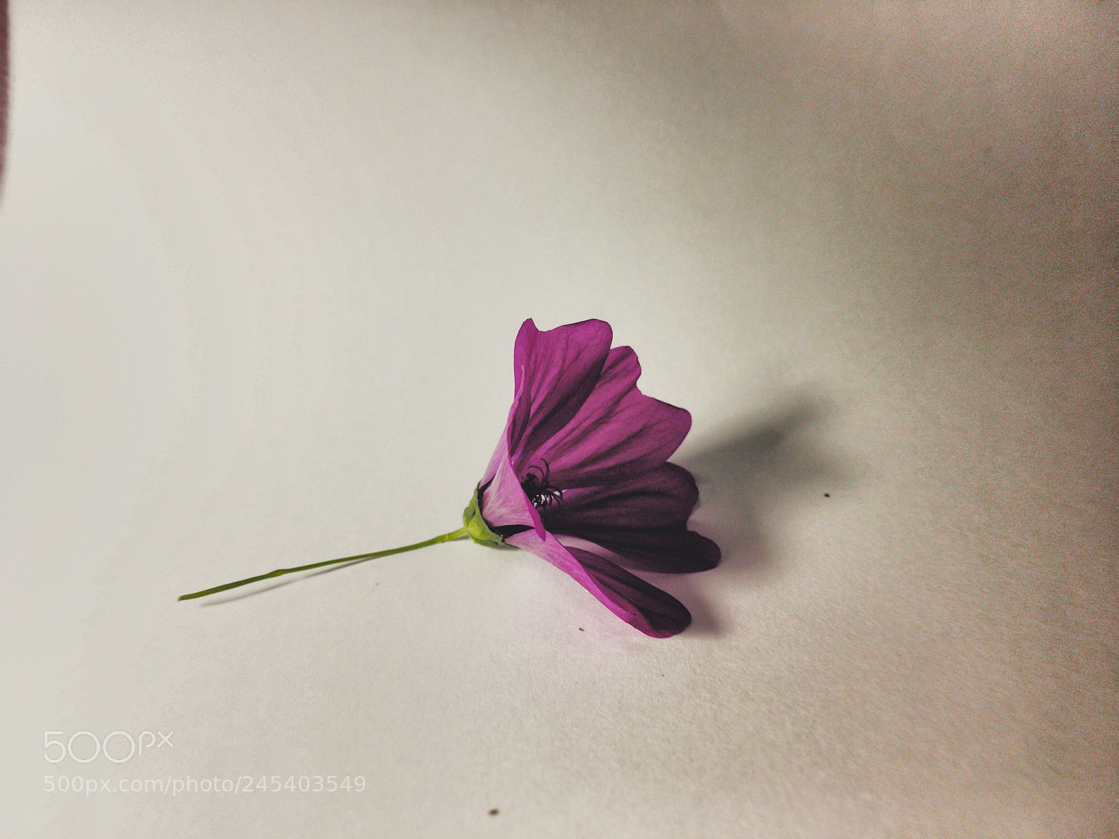 Apple iPhone SE sample photo. Malva styleius flower photography