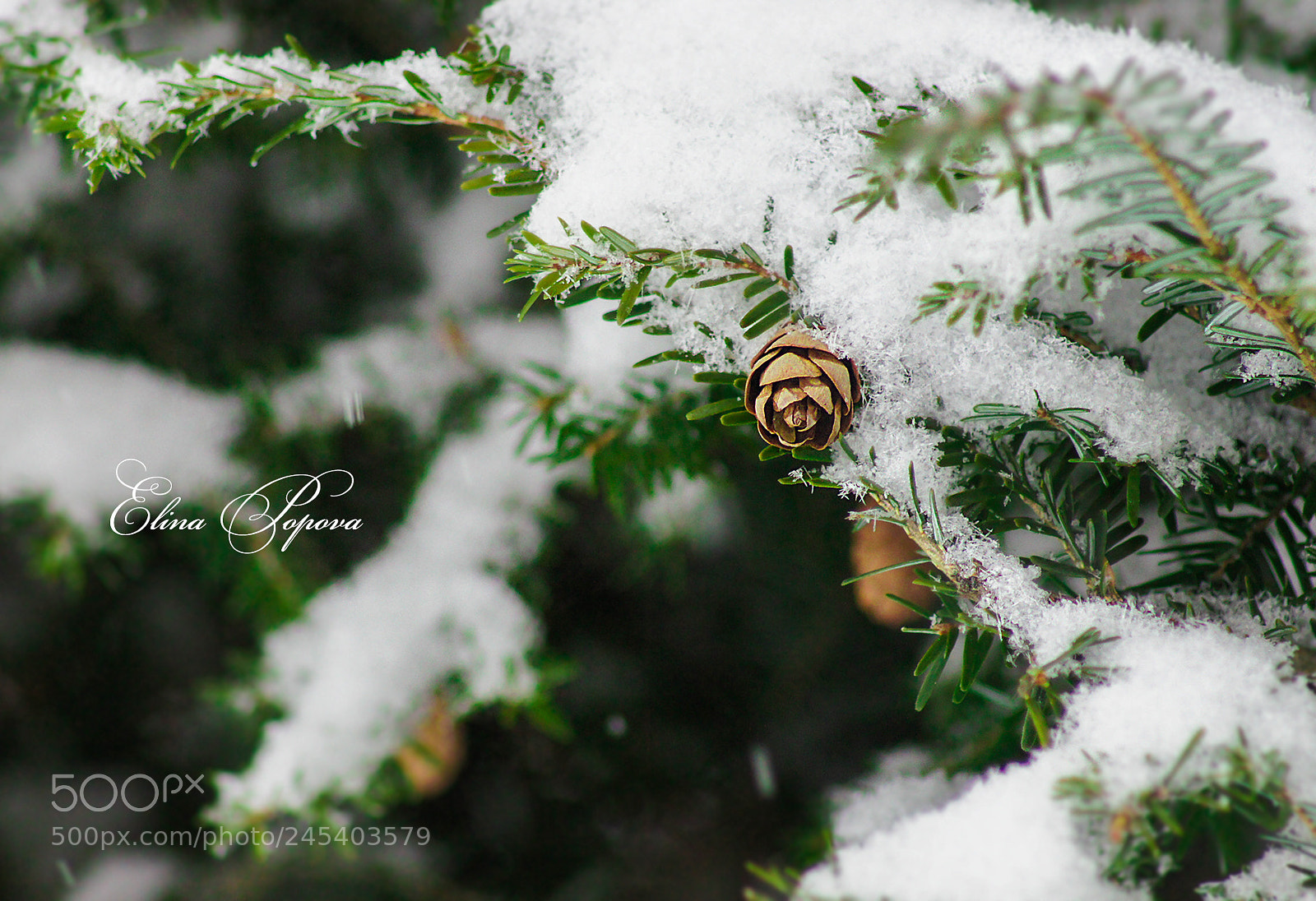 Sony SLT-A55 (SLT-A55V) sample photo. *** photography