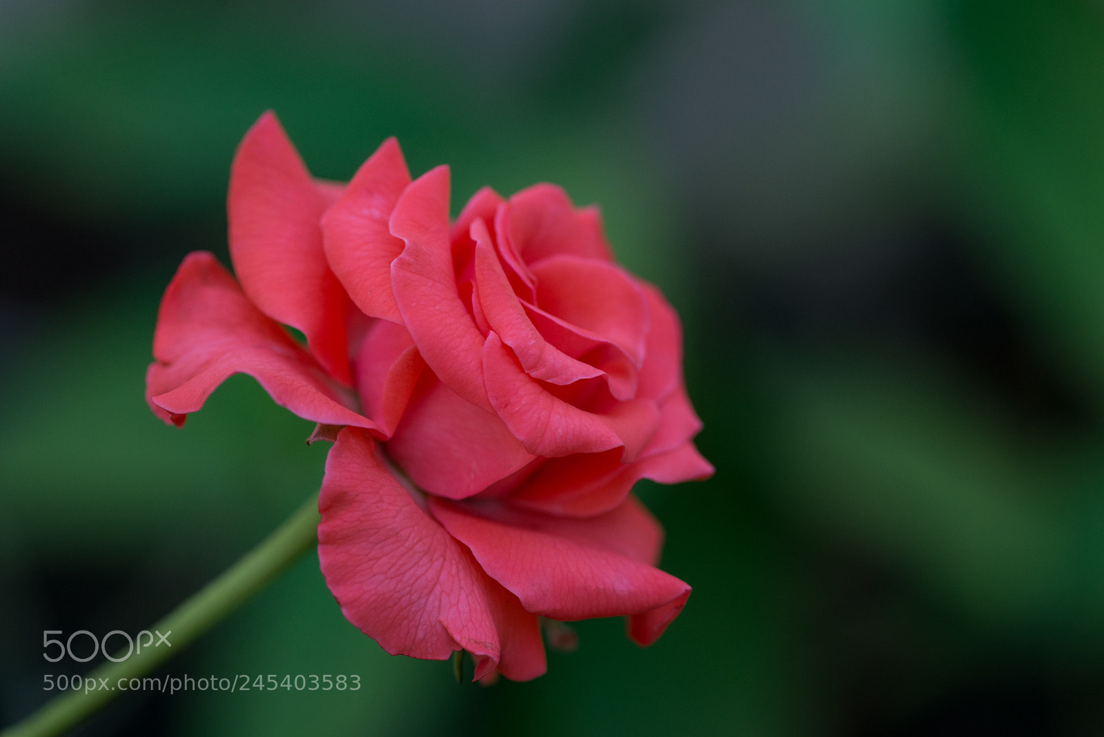 Nikon D610 sample photo. For you... photography